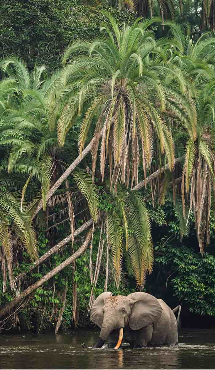eSIM data plans for Congo - Brazzaville